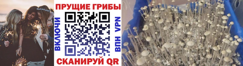 сколько стоит  Карпинск  Галлюциногенные грибы Psilocybine cubensis 